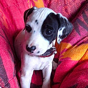 Chipie participe au concours pour gagner de l'argent avec cette photo :