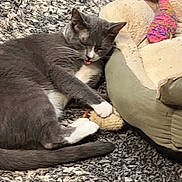 Crystal joined the competition — help win amazing prizes! cat, gray_cat, white_paws, sleepy, tongue_out, toy_mouse, pet_bed, knitted_fish_toy, rug, indoor, cozy, relaxed, feline, whiskers, paw, resting, cute, playful, animal, domestic