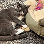 cat, gray_cat, white_paws, sleepy, tongue_out, toy_mouse, pet_bed, knitted_fish_toy, rug, indoor, cozy, relaxed, feline, whiskers, paw, resting, cute, playful, animal, domestic