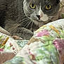 Crystal is registered to the contest to win money with this photo: cat, grey_cat, yellow_eyes, whiskers, quilt, floral_pattern, bedroom, soft_texture, close_up, indoor, pet, animal, feline, resting, curious, cozy, comfort, fur, ears, portrait