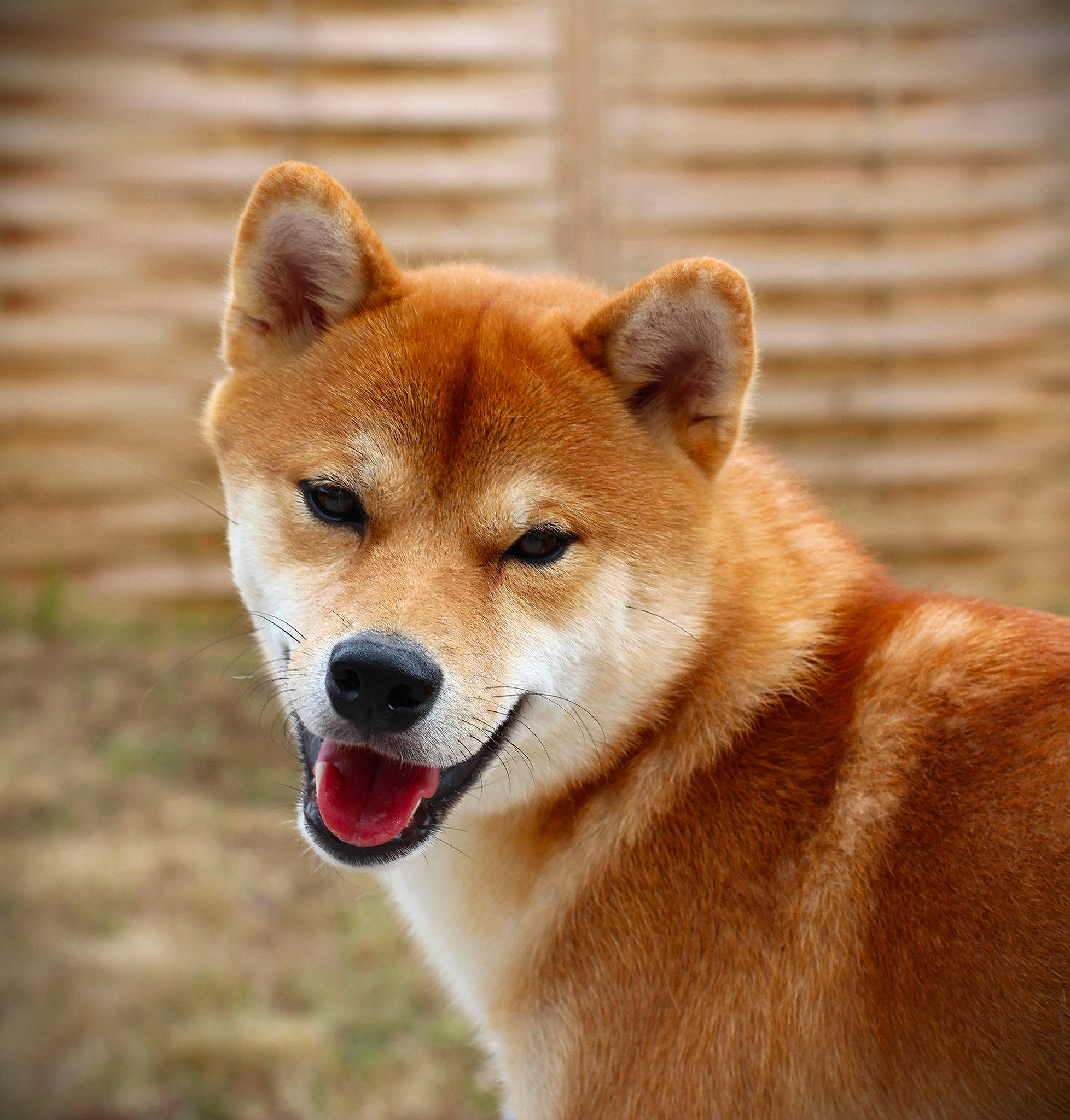 T'Chopper a rejoint le concours — aidez-le/la à gagner de superbes lots ! ancient_dog_breeds, canidae, carnivore, companion_dog, dog, dog_breed, fawn, non_sporting_group, snout, spitz, tail, terrestrial_animal, tree, whiskers, wildlife, working_animal, working_dog