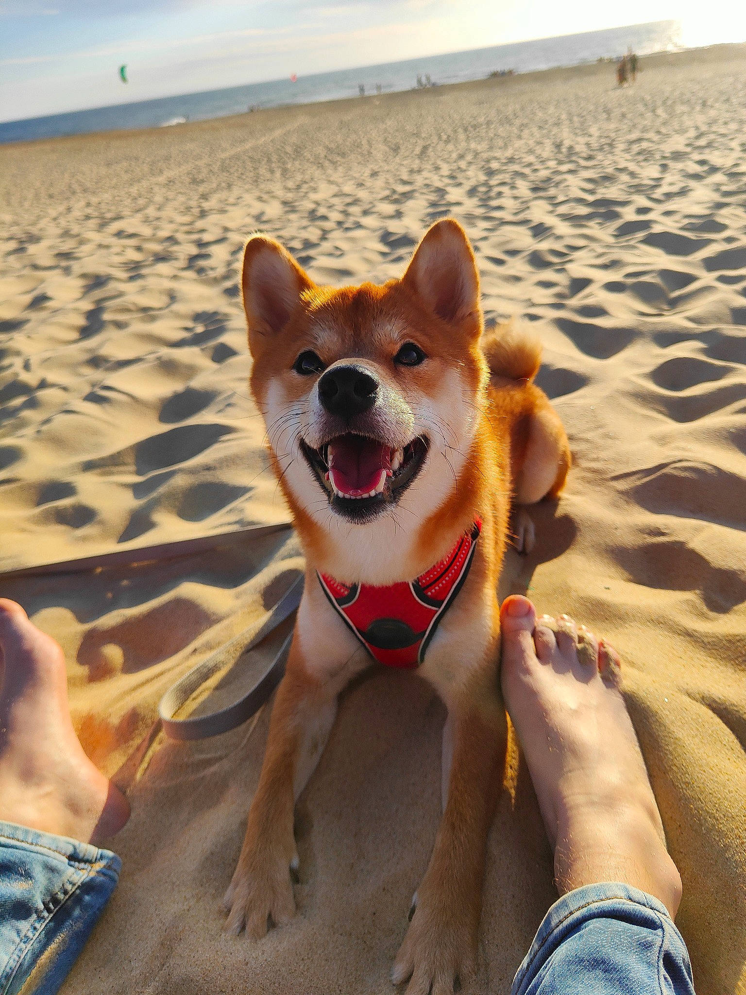 T'Chopper participe au concours pour gagner de l'argent avec cette photo : beach, body_of_water, canidae, carnivore, companion_dog, dog, dog_breed, fawn, fun, happy, leisure, ocean, people_on_beach, sand, sky, sporting_group, summer, vacation, water, working_animal