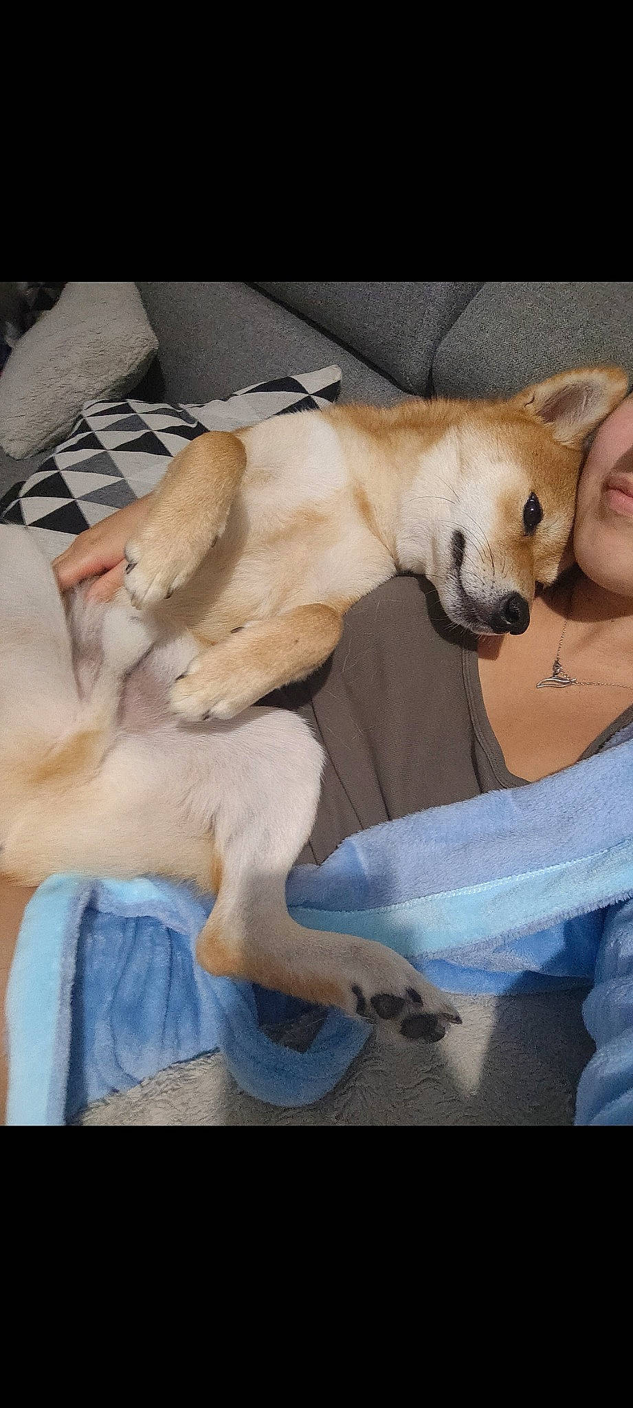 T'Chopper a rejoint le concours — aidez-le/la à gagner de superbes lots ! canidae, carnivore, comfort, companion_dog, dog, dog_breed, dog_supply, fawn, fur, human_leg, non_sporting_group, paw, puppy, sitting, snout, sporting_group, tail, toy_dog, whiskers, working_animal