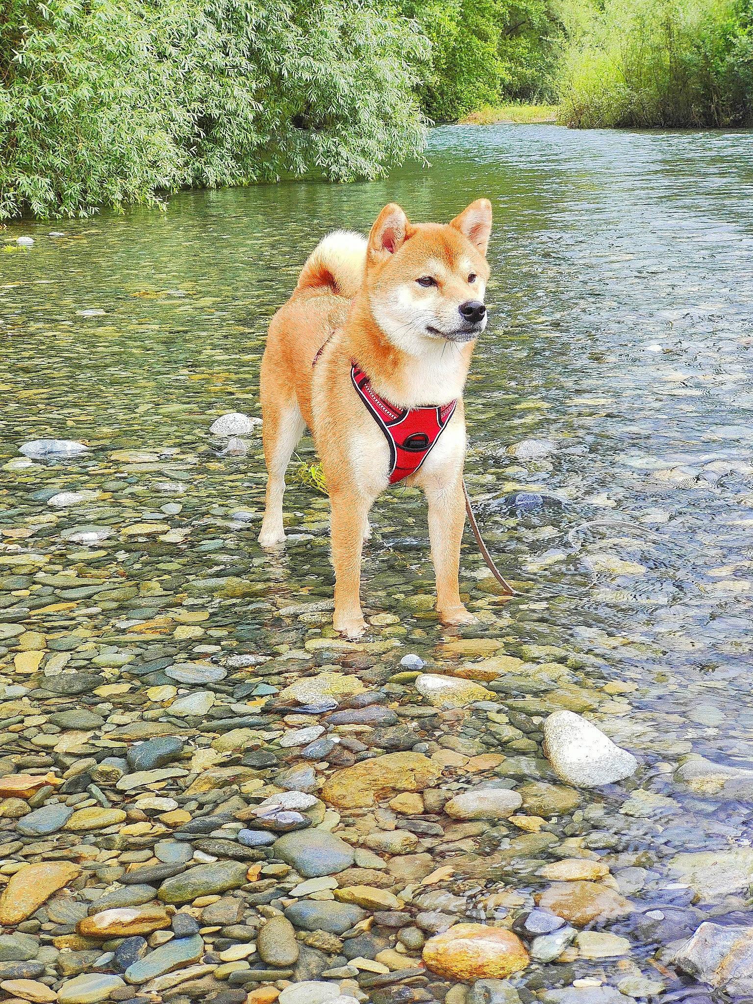 T'Chopper a rejoint le concours — aidez-le/la à gagner de superbes lots ! adventure, canidae, carnivore, cobblestone, companion_dog, dog, dog_breed, fawn, grass, lake, plant, road_surface, spitz, sporting_group, tail, tree, water, watercourse, working_animal, working_dog