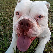 Bluey' joined the competition — help win amazing prizes! dog, white_dog, tongue_out, grass, outdoor, pet, canine, close_up, happy, friendly, playful, fence, animal, muzzle, nose, eyes, ears, paw, nature, summer