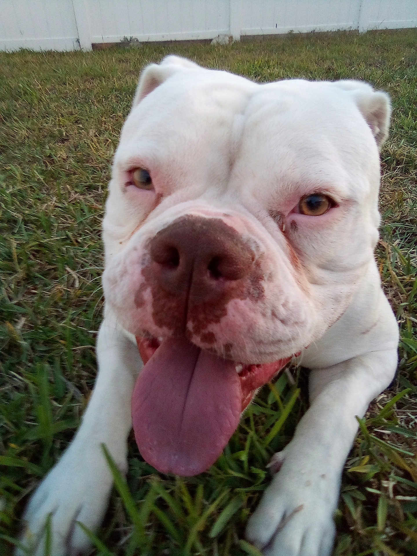 Bluey' joined the competition — help win amazing prizes! dog, white_dog, tongue_out, grass, outdoor, pet, canine, close_up, happy, friendly, playful, fence, animal, muzzle, nose, eyes, ears, paw, nature, summer
