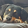 animal, black_and_tan, canine, close_up, comfort, companion, dog, ears, friend, fur, indoors, leather_couch, muzzle, paw, pet, portrait, relaxed, resting, sleepy, snout