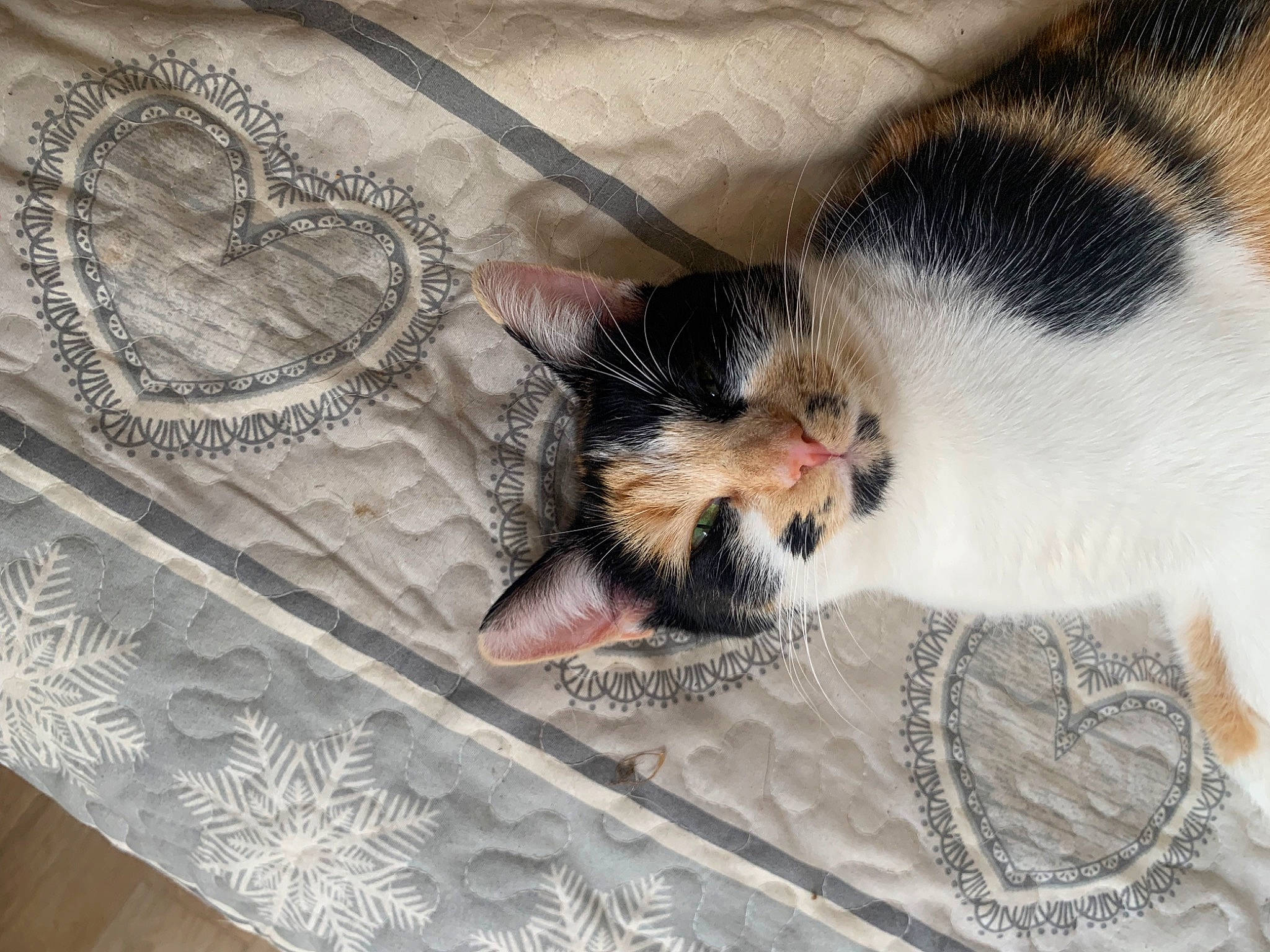 Baby Joy participe au concours pour gagner de l'argent avec cette photo : canidae, carnivore, cat, claw, comfort, dog_breed, domestic_short_haired_cat, felidae, fur, linens, nap, pattern, paw, room, small_to_medium_sized_cats, tail, whiskers