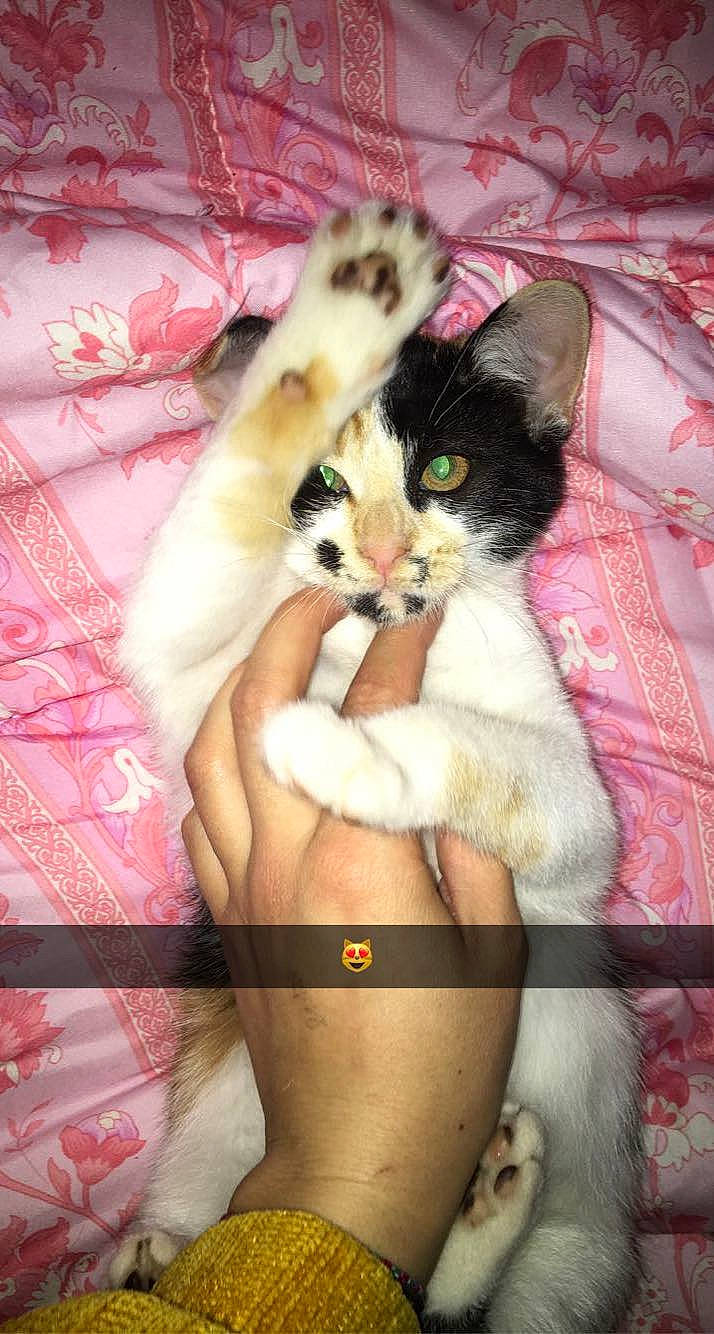 Baby Joy a rejoint le concours — aidez-le/la à gagner de superbes lots ! carnivore, cat, claw, comfort, domestic_short_haired_cat, fawn, felidae, foot, fur, gesture, human_leg, magenta, nail, paw, photo_caption, plant, small_to_medium_sized_cats, tail, thigh, whiskers