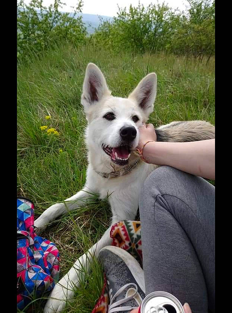 Lalie participe au concours pour gagner de l'argent avec cette photo : ancient_dog_breeds, canidae, carnivore, companion_dog, dog, dog_breed, foot, grass, happy, herding_dog, non_sporting_group, photo_caption, plant, sitting, sky, sporting_group, tail, working_animal, working_dog