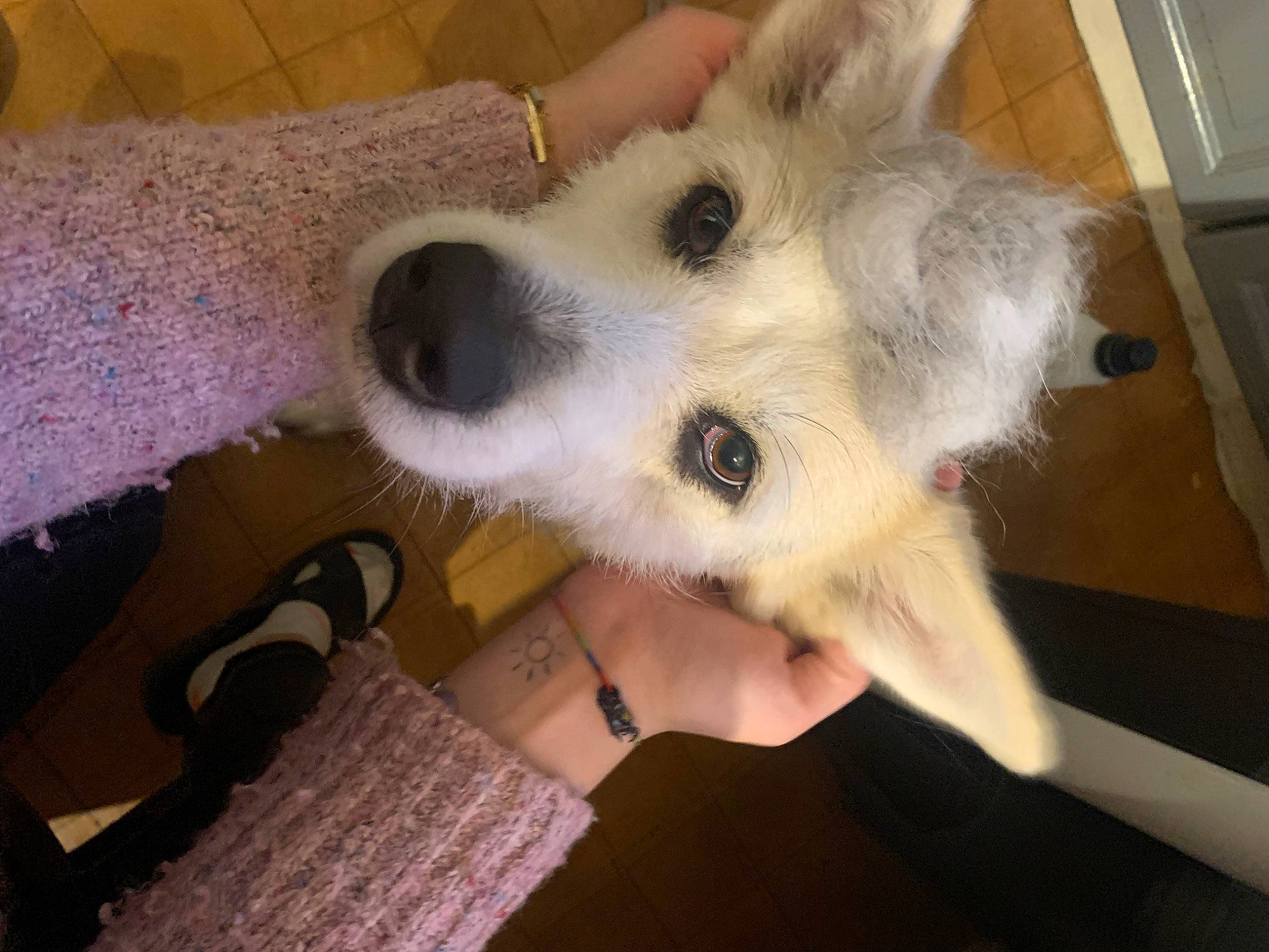 Lalie a rejoint le concours — aidez-le/la à gagner de superbes lots ! canidae, carnivore, companion_dog, dog, dog_breed, fawn, flooring, fur, german_spitz_mittel, non_sporting_group, paw, samoyed, snout, spitz, sporting_group, whiskers, working_animal