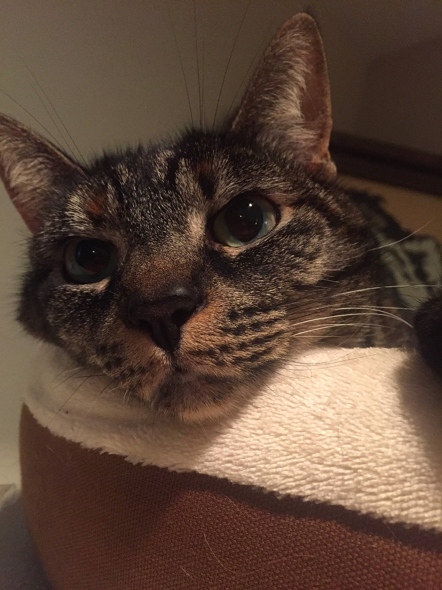 Scout joined the competition — help win amazing prizes! asian, burmese, carnivore, cat, close_up, domestic_short_haired_cat, ear, european_shorthair, eye, felidae, fur, german_rex, mammal, ojos_azules, small_to_medium_sized_cats, snout, tabby_cat, whiskers