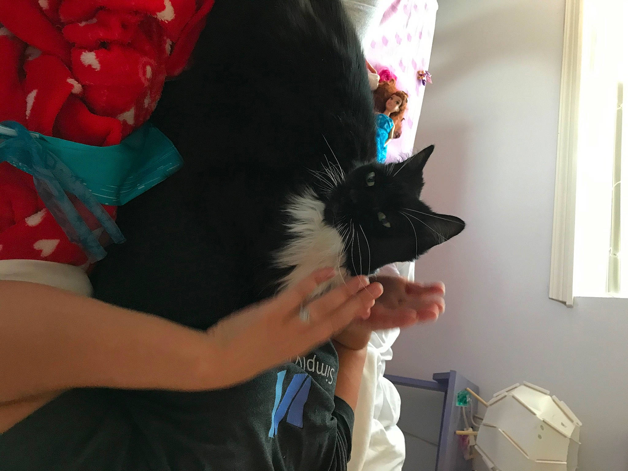 Rasberry is registered to the contest to win money with this photo: black_cat, black_hair, canidae, carnivore, cat, ear, felidae, kitten, long_hair, schipperke, small_to_medium_sized_cats