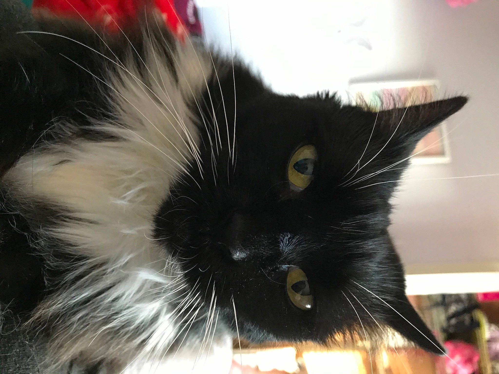Rasberry joined the competition — help win amazing prizes! black, black_cat, carnivore, cat, claw, domestic_long_haired_cat, ear, eye, felidae, fur, iris, kitten, norwegian_forest_cat, small_to_medium_sized_cats, snout, tail, whiskers