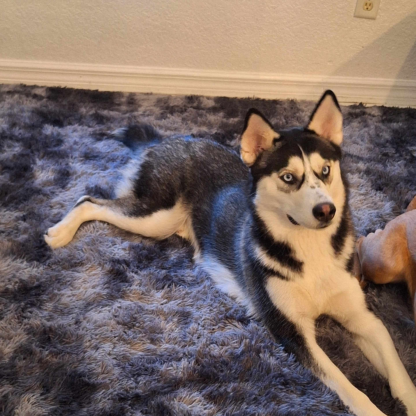 Nova joined the competition — help win amazing prizes! dog, husky, blue_eyes, carpet, indoor, pet, animal, furry, lying_down, ears, snout, tail, resting, fur, mammal, companion, cute, alert, home, relaxed