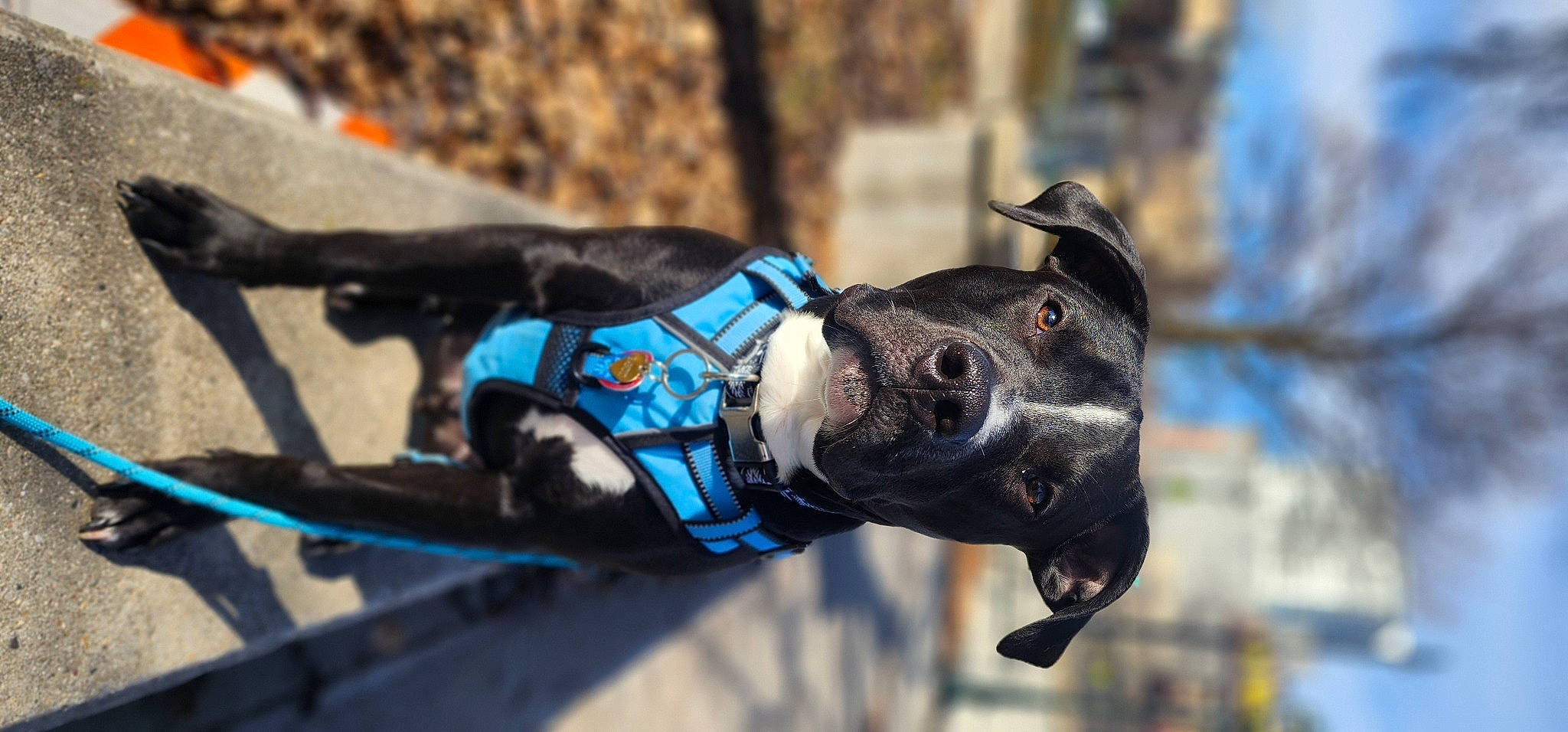 Bandit joined the competition — help win amazing prizes! art, bicycle_handlebar, canidae, carnivore, collar, companion_dog, dog, dog_breed, dog_collar, dog_supply, electric_blue, fashion_accessory, glove, leash, metal, personal_protective_equipment, recreation, sculpture, sporting_group, working_animal