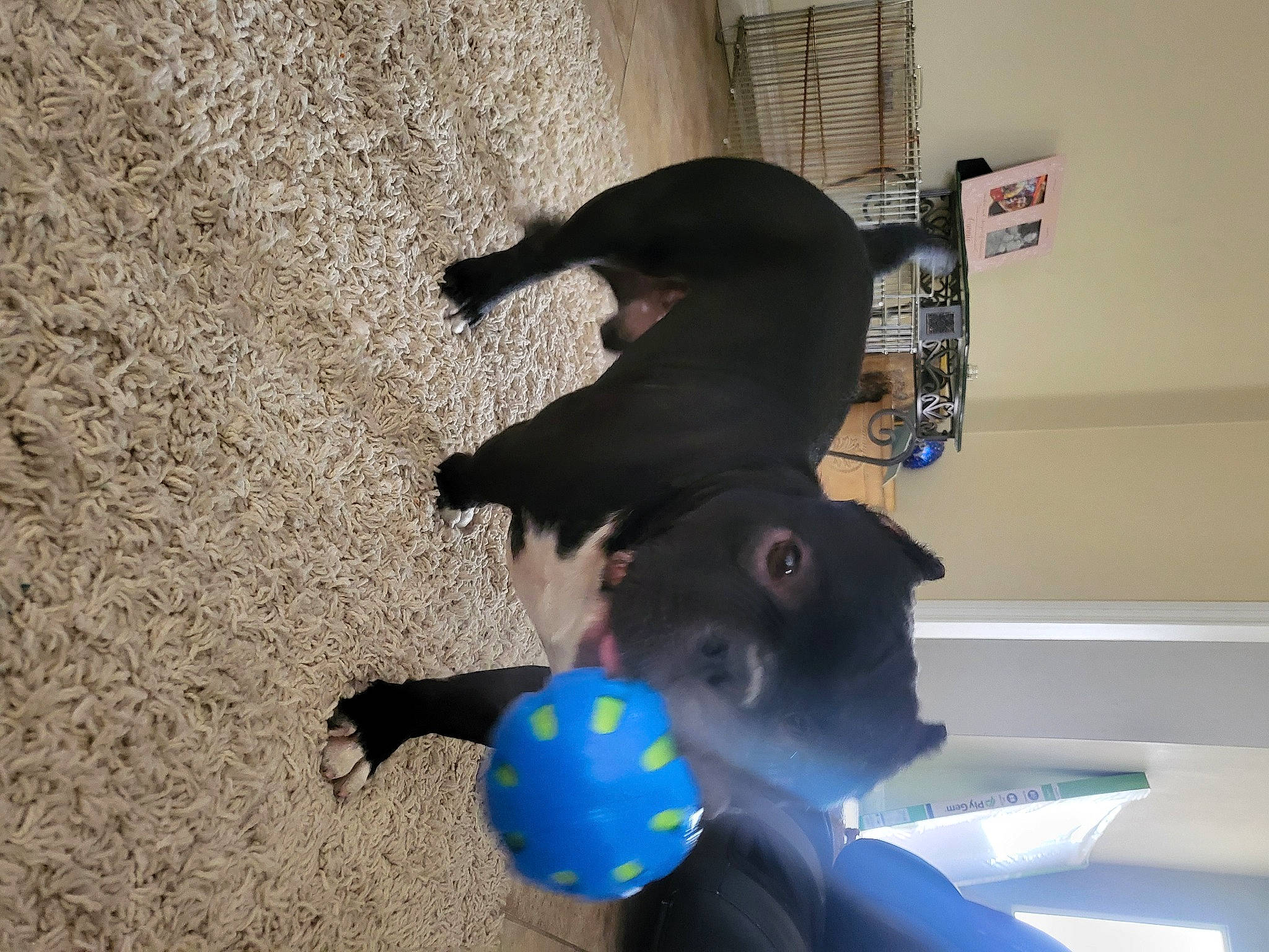 Venom is registered to the contest to win money with this photo: canidae, dog, dog_breed, electric_blue, fun, gesture, leisure, mammal, personal_protective_equipment, play, recreation, soil, sporting_group, t_shirt, toy, vertebrate