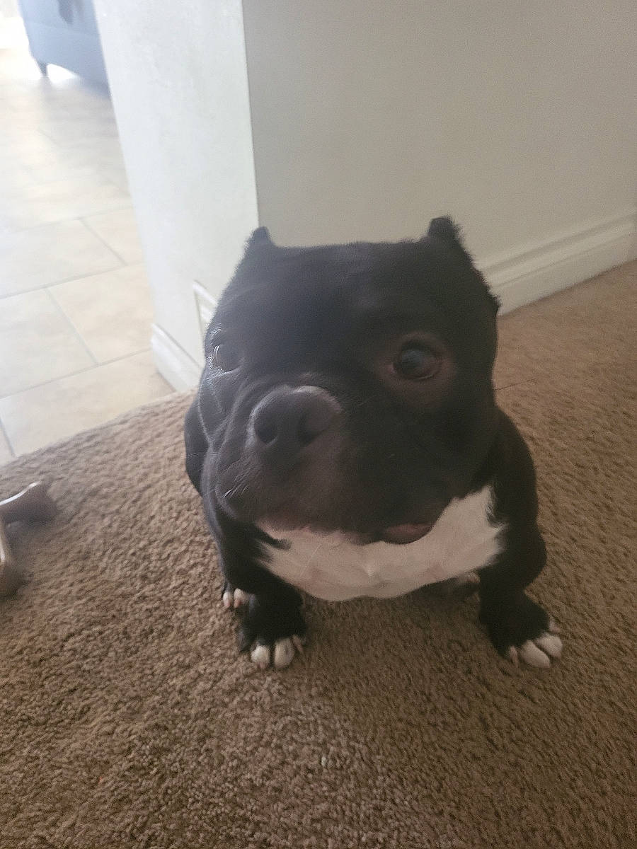 Venom joined the competition — help win amazing prizes! boston_terrier, carnivore, companion_dog, dog, dog_breed, fawn, floor, flooring, fur, molosser, road_surface, shadow, snout, sporting_group, tail, terrestrial_animal, toy_dog, whiskers, wood, working_animal