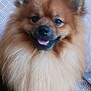 Valmy a rejoint le concours — aidez-le/la à gagner de superbes lots ! dog, pomeranian, fluffy, fur, close_up, portrait, tongue_out, happy, smiling, ears, eyes, nose, whiskers, pet, indoor, couch, pattern_background, long_hair, furry_face, sitting