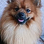 dog, pomeranian, fluffy, fur, close_up, portrait, tongue_out, happy, smiling, ears, eyes, nose, whiskers, pet, indoor, couch, pattern_background, long_hair, furry_face, sitting
