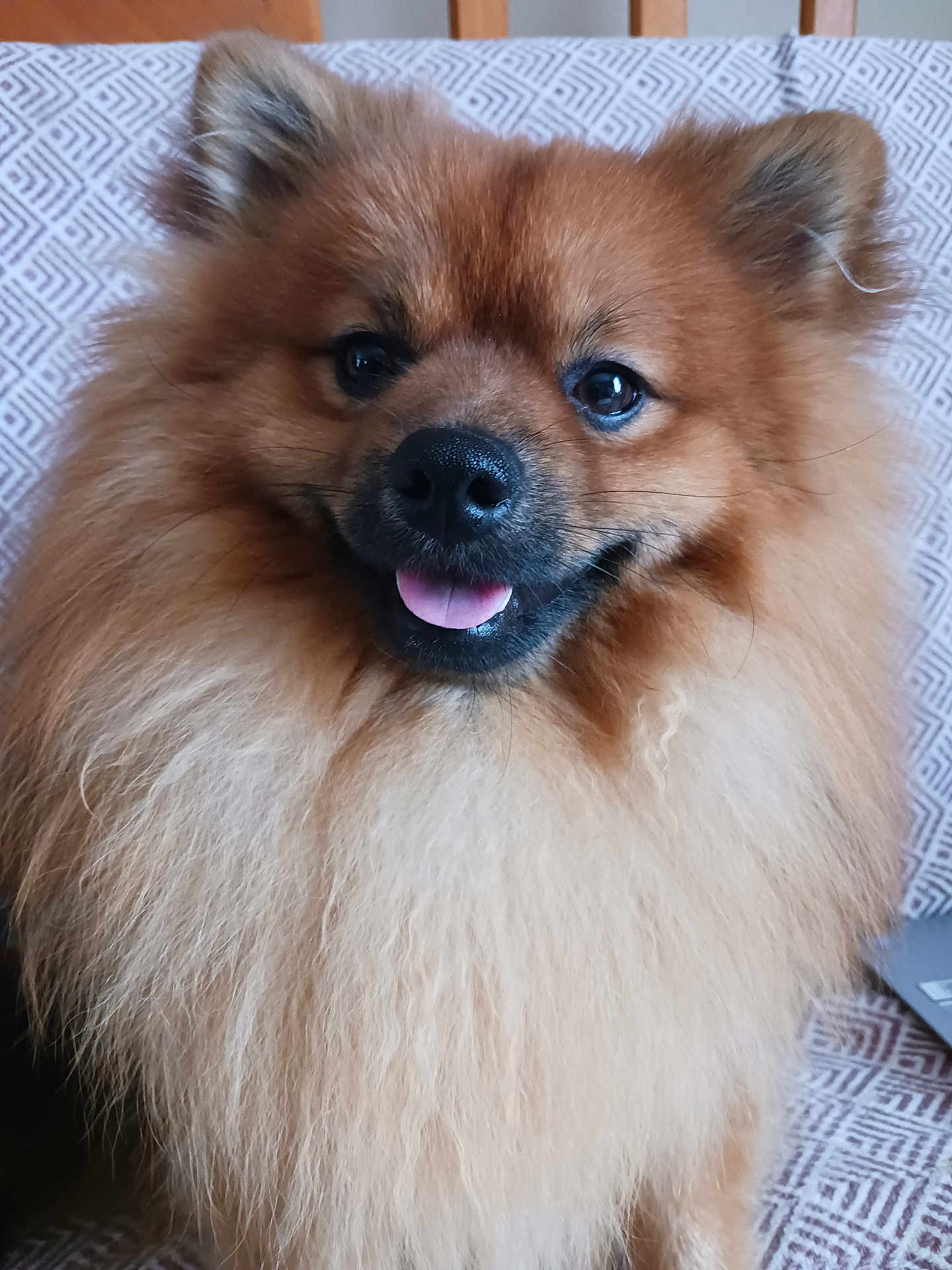 Valmy a rejoint le concours — aidez-le/la à gagner de superbes lots ! dog, pomeranian, fluffy, fur, close_up, portrait, tongue_out, happy, smiling, ears, eyes, nose, whiskers, pet, indoor, couch, pattern_background, long_hair, furry_face, sitting