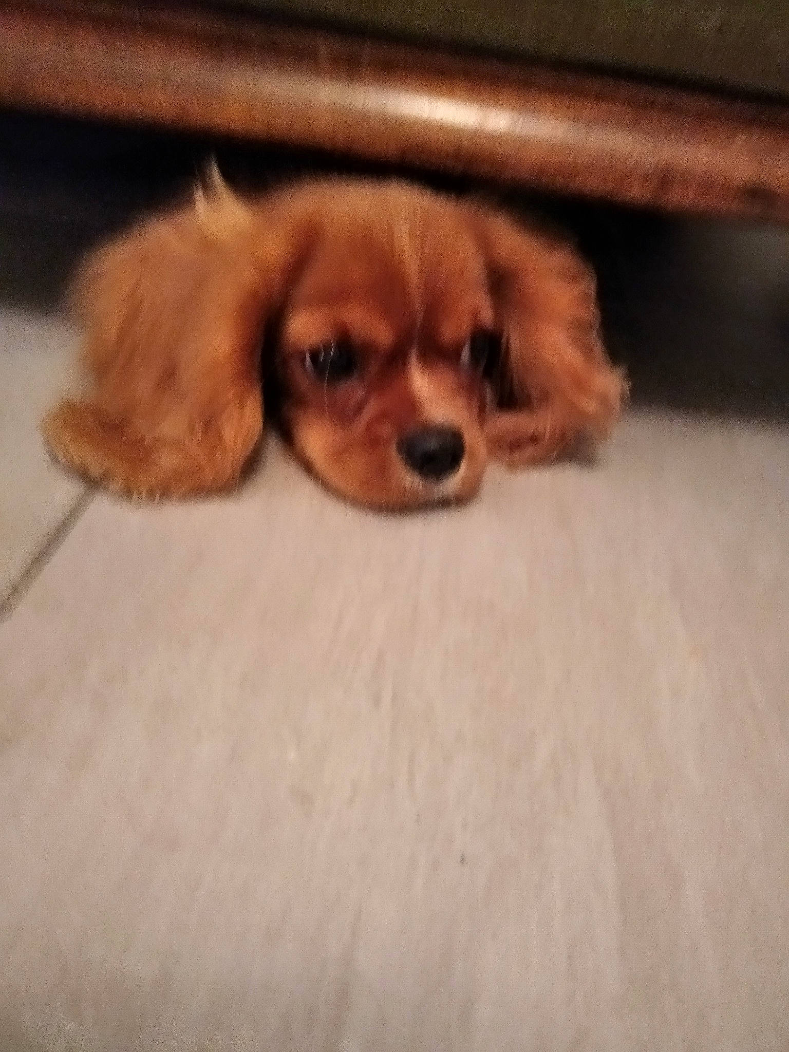 Rose participe au concours pour gagner de l'argent avec cette photo : bored, canidae, carnivore, comfort, companion_dog, dog, dog_breed, fawn, flooring, fur, hardwood, king_charles_spaniel, liver, paw, snout, sporting_group, toy_dog, whiskers, wood, working_animal