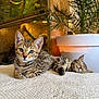 kitten, cat, animal, pet, feline, sleeping, resting, curious, cozy, blanket, indoor, plant, pot, greenery, brown, striped, cute, young, relaxed, warm_lighting