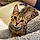 Milow