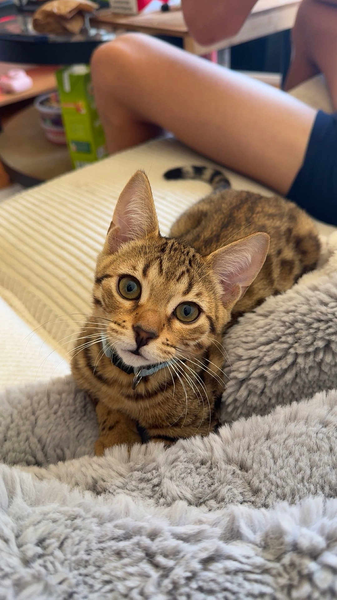 Milow participe au concours pour gagner de l'argent avec cette photo : cat, kitten, pet, feline, collar, fluffy_blanket, indoor, cozy, relaxed, tabby, curious, closeup, animal, domestic_animal, whiskers, ears, eyes, soft_texture, human_leg, resting