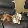 animal, brown, bulldog, canine, closeup, companion, dog, domestic, furniture, household, indoor, leather_couch, living_room, pet, portrait, relaxed, resting, seated, wall, white