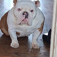 Bella joined the competition — help win amazing prizes! animal, brown, bulldog, canine, closeup, companion, dog, domestic, doorway, floor_tile, house, indoor, looking, paw, pet, portrait, short_hair, sitting, white, wooden_floor
