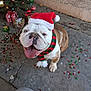 Bella joined the competition — help win amazing prizes! bulldog, dog, pet, festive, santa_hat, scarf, christmas, holiday, presents, confetti, concrete_floor, decorations, tongue_out, smiling, cute, animal, outdoor, celebration, winter, happy