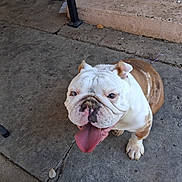 Bella is registered to the contest to win money with this photo: dog, bulldog, tongue_out, pet, animal, canine, happy, sitting, concrete, urban, outdoor, close_up, brown_and_white, paw, face, wrinkles, ears, floor, leash, smile