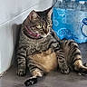 animal, bottled_water, cat, domestic_cat, floor, fur, green_eyes, indoor, light, paw, pet, pink_collar, plastic_packaging, quiet, relaxed_pose, shadow, sitting, tabby, wall, whiskers