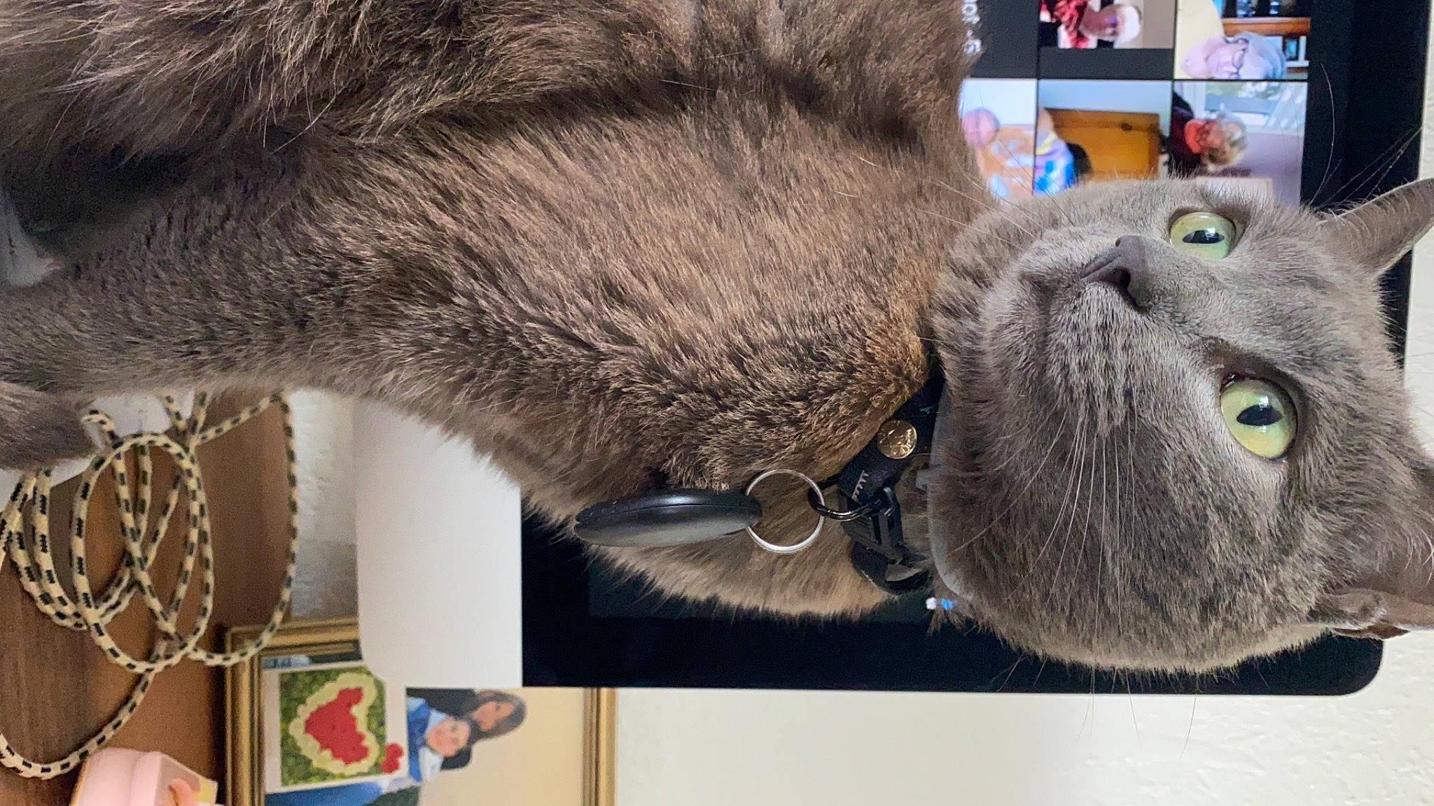 Apple a rejoint le concours — aidez-le/la à gagner de superbes lots ! black_cat, carnivore, cat, collar, comfort, domestic_short_haired_cat, ear, fawn, felidae, fur, grey, mammal, russian_blue, small_to_medium_sized_cats, snout, tail, terrestrial_animal, textile, vertebrate, whiskers