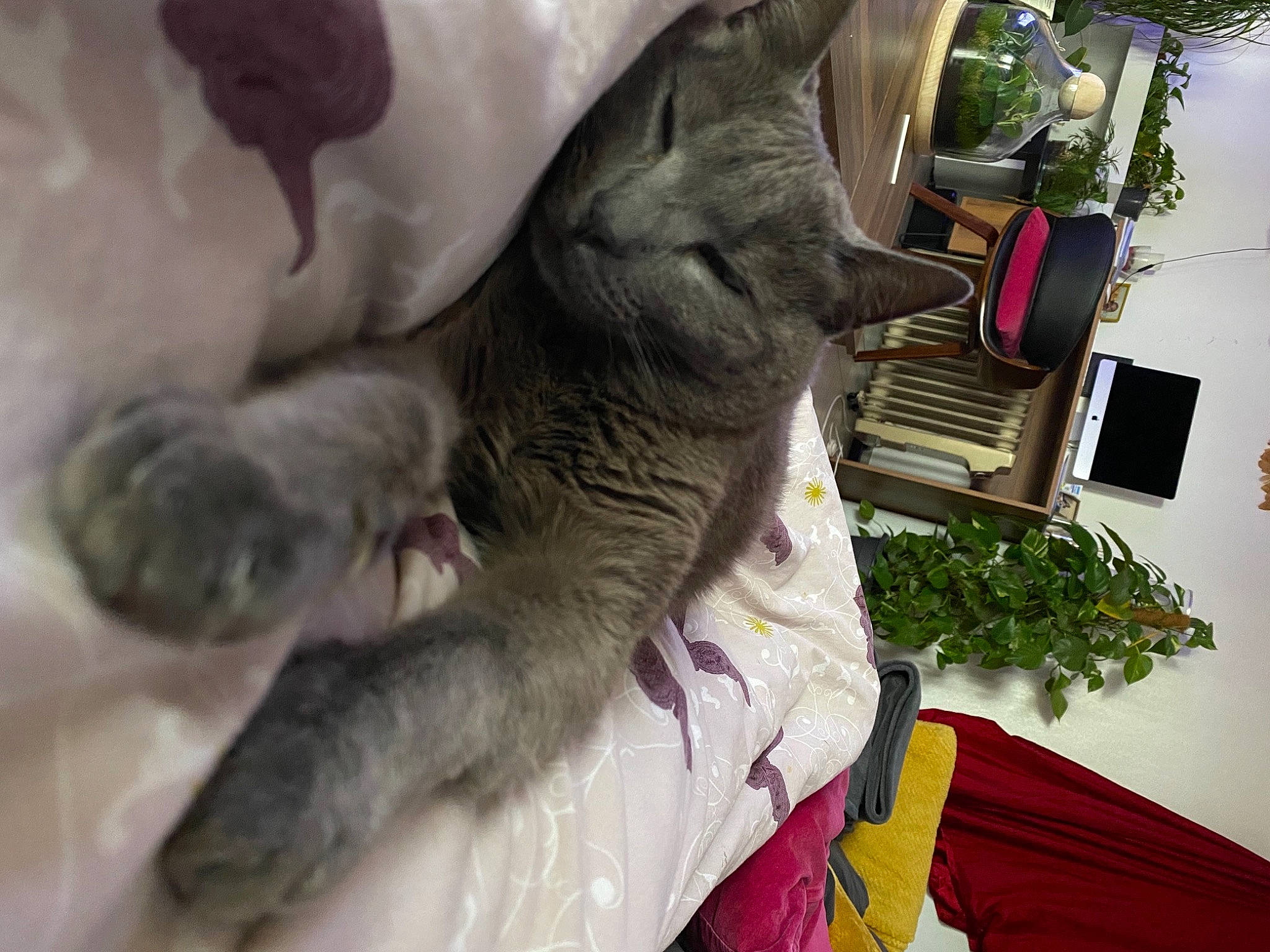 Apple a rejoint le concours — aidez-le/la à gagner de superbes lots ! canidae, carmine, carnivore, cat, collar, dog_breed, domestic_short_haired_cat, fawn, felidae, fur, gesture, paw, plant, small_to_medium_sized_cats, snout, sporting_group, tail, tree, whiskers, working_animal