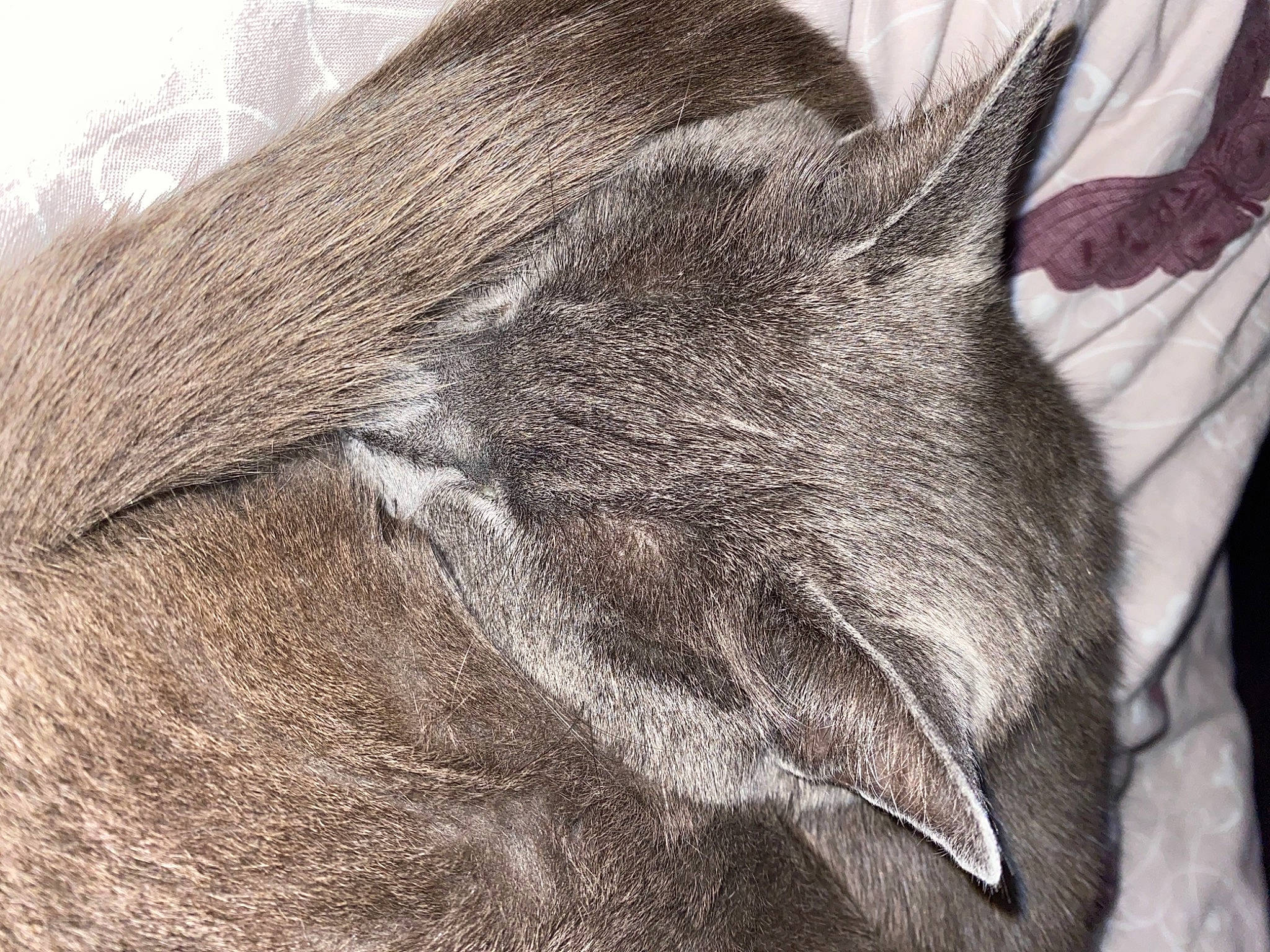 Apple a rejoint le concours — aidez-le/la à gagner de superbes lots ! black_cat, carnivore, cat, comfort, domestic_short_haired_cat, felidae, fur, fur_clothing, grey, human_leg, linens, liver, paw, small_to_medium_sized_cats, snout, sporting_group, sportswear, tail, whiskers, working_animal