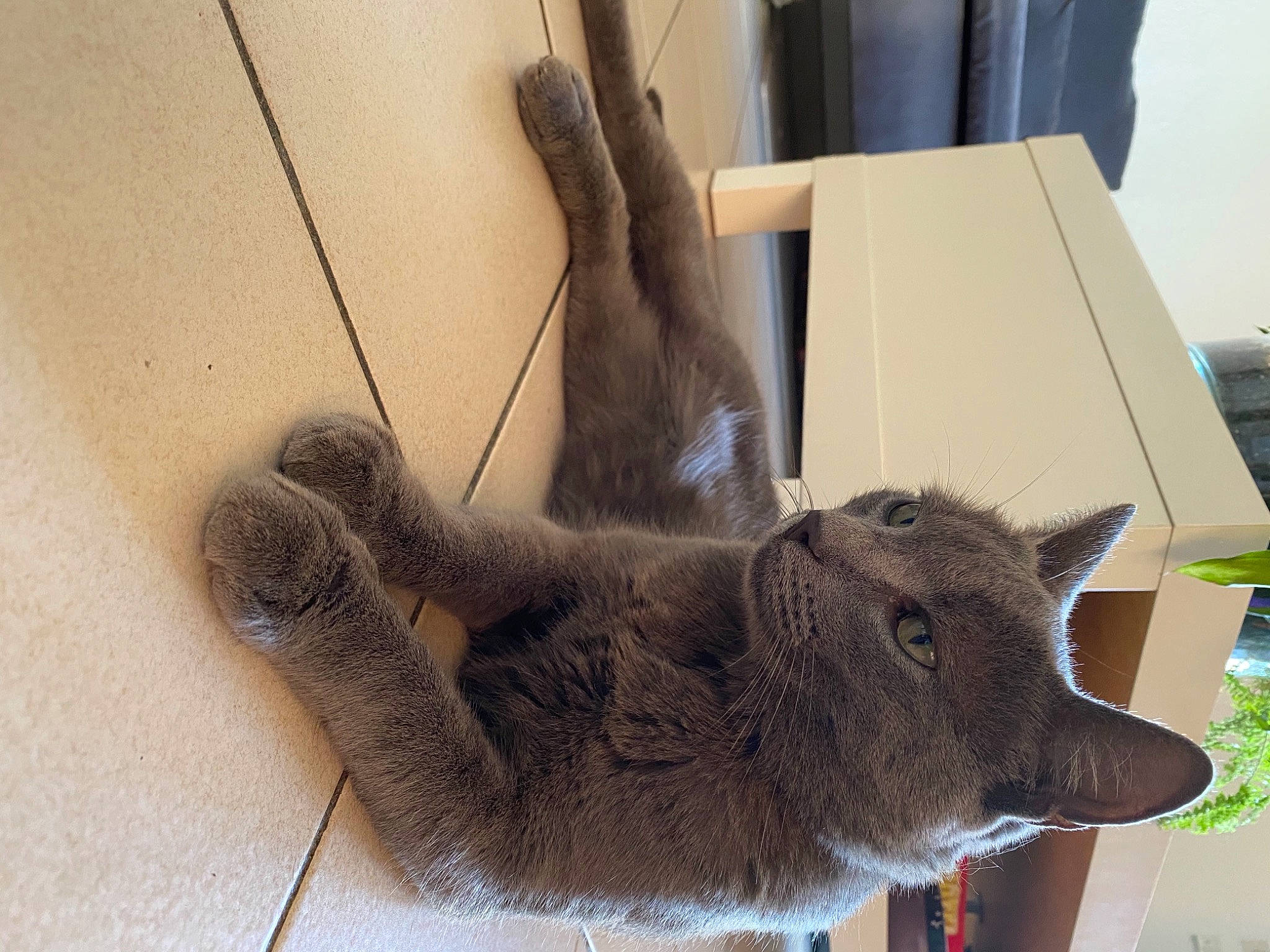 Apple a rejoint le concours — aidez-le/la à gagner de superbes lots ! carnivore, claw, domestic_short_haired_cat, fawn, felidae, flooring, fur, natural_material, paw, small_to_medium_sized_cats, snout, tail, terrestrial_animal, whiskers, wood, working_animal