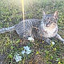 animal, cat, daylight, eyes, fur, grass, gray_tabby, ground, lying_down, mammal, nature, outdoor, pet, plants, relaxed, sunbeam, sunlight, tail, whiskers, white_paws