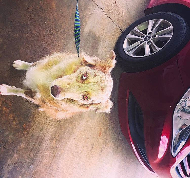 Tess is registered to the contest to win money with this photo: alloy_wheel, auto_part, automotive_tire, automotive_wheel_system, canidae, carnivore, dog, ear, glasses, puppy, rim, spoke, sporting_group, tire, toy_dog, vehicle, wheel