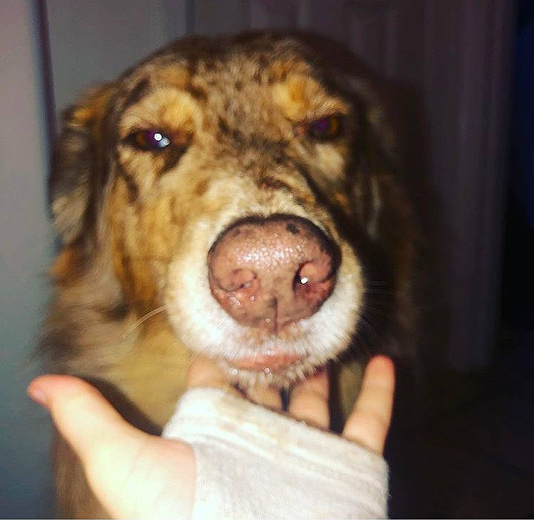 Tess is registered to the contest to win money with this photo: canidae, carnivore, dog, dog_breed, nose, snout, sporting_group, whiskers