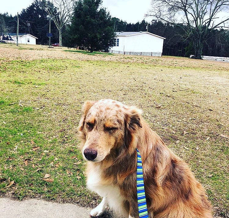 Tess joined the competition — help win amazing prizes! australian_shepherd, canidae, carnivore, companion_dog, dog, dog_breed, fashion_accessory, golden_retriever, leash, mammal, mountain, sporting_group, tree