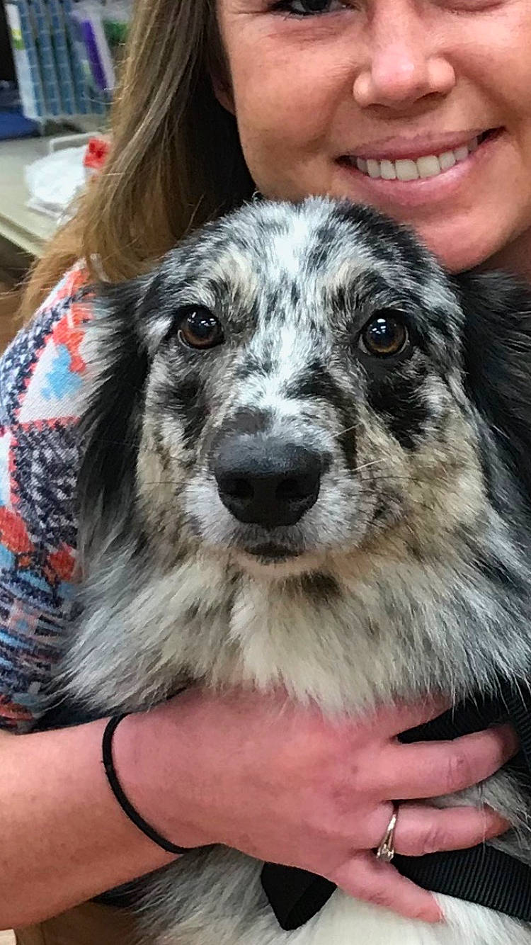 Moon joined the competition — help win amazing prizes! australian_shepherd, canidae, carnivore, dog, dog_breed, koolie, mammal, miniature_australian_shepherd, scottish_deerhound, silken_windhound, sporting_group, vertebrate