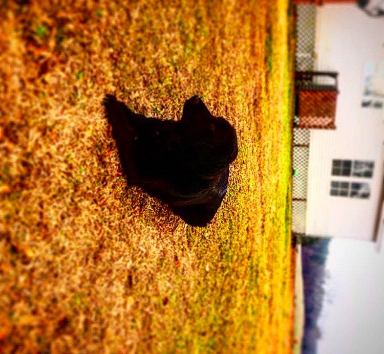 Hazel joined the competition — help win amazing prizes! black_cat, cat, leaf, metal, organism, photography, plant, small_to_medium_sized_cats, snout, tree, trunk, wood, yellow