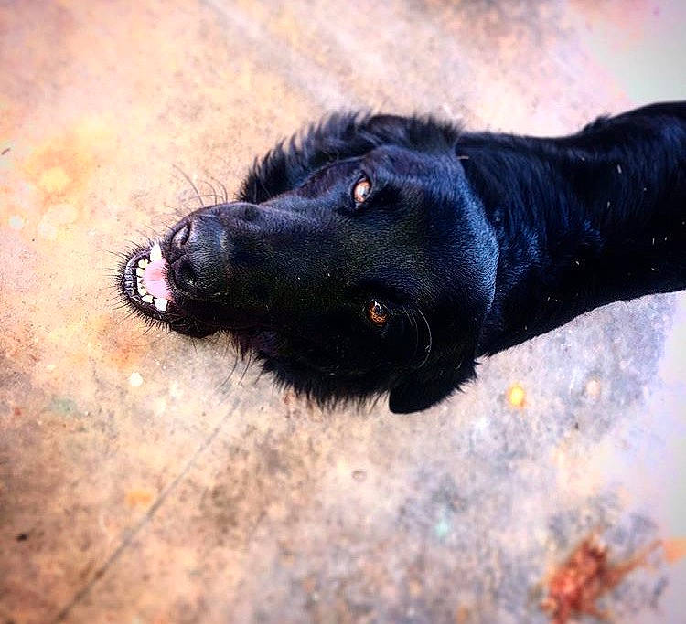 Hazel joined the competition — help win amazing prizes! beagador, canidae, carnivore, dog, dog_breed, flat_coated_retriever, hunting_dog, labrador_retriever, nose, retriever, snout, sporting_group, street_dog