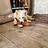 Baloo participe au concours pour gagner de l'argent avec cette photo : dog, puppy, white_dog, toy, plush_toy, floor, wooden_floor, cushion, indoor, home, heterochromia, pet, cute, resting, playful, furniture, cabinet, cozy, animal, domestic