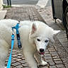 Baloo participe au concours pour gagner de l'argent avec cette photo : dog, white_dog, harness, leash, sidewalk, cobblestone, urban, street, walking, pet, canine, blue_harness, blue_leash, heterochromia, curious, outdoor, pavement, car, animal, furry