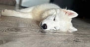 Baloo a rejoint le concours — aidez-le/la à gagner de superbes lots ! dog, white_dog, sleeping, floor, wooden_floor, pet, animal, indoor, cozy, resting, fur, peaceful, cute, puppy, canine, relaxation, domestic_animal, quiet, companion, nap