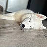 dog, white_dog, sleeping, floor, wooden_floor, pet, animal, indoor, cozy, resting, fur, peaceful, cute, puppy, canine, relaxation, domestic_animal, quiet, companion, nap