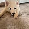 puppy, dog, white_fur, heterochromia, blue_eye, brown_eye, lying_down, paw, floor, wooden_floor, indoor, close_up, pet, animal, cute, young_dog, resting, ears_up, fur, adorable
